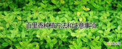 【香】百里香种植方法和注意事项