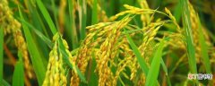 【养护】黄金卷叶螟用什么药：黄金卷叶螟用药治疗 稻谷的养护