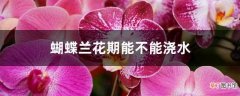【兰花】蝴蝶兰花期能不能浇水