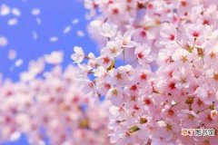 【花】樱花几月开 樱花的花期