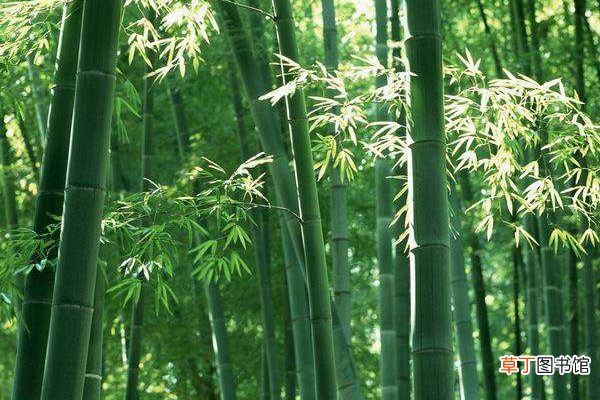 【树】竹子是草还是树 有什么特点