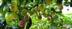 【多】百香果怎样种植，多长时间才能挂果：百香果的种植方法 挂果的时间