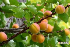 【杏子】杏子的营养价值