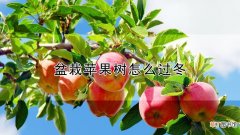 【苹果】盆栽苹果树怎么过冬