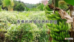 【香蕉】香蕉的种植技术和管理