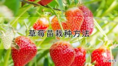 【方法】草莓苗栽种方法