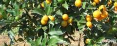 【树】橘子树的养殖方法：土壤 光照