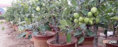 【苹果树】盆栽苹果树叶子发蔫打卷什么原因：水分过多 施肥过勤