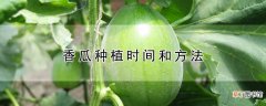 【香瓜】香瓜种植时间和方法