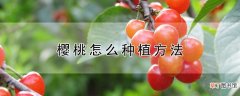 【桃】樱桃怎么种植方法