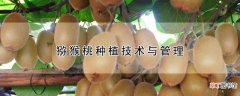 【桃】猕猴桃种植技术与管理