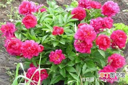 【品种】芍药花品种，芍药花的十大常见品种：草芍药 川赤芍