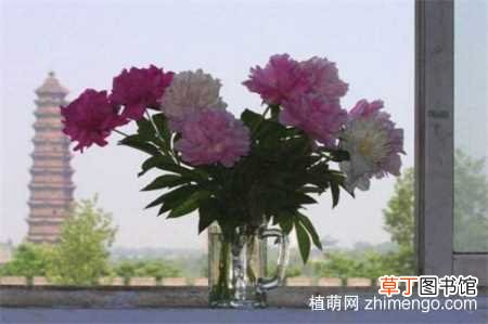 【品种】芍药花品种，芍药花的十大常见品种：草芍药 川赤芍