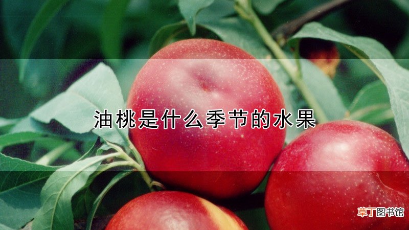 【季节】油桃是什么季节的水果