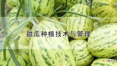 【种植】甜瓜种植技术与管理