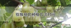 【桃】猕猴桃的种植方法时间