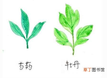 【牡丹】芍药和牡丹的区别，5种区别方法：芍药和牡丹的5种区别方法 牡丹和芍药的花语区别