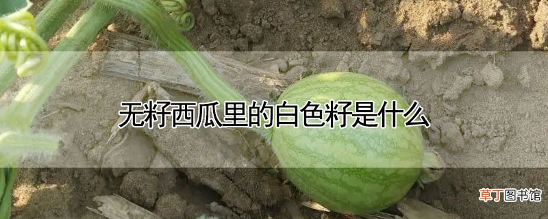 【白色】无籽西瓜里的白色籽是什么