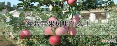 【苹果】盆栽苹果树用什么土
