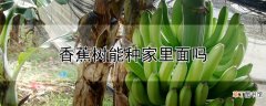 【香蕉树】香蕉树能种家里面吗