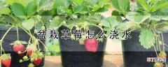 【草莓】盆栽草莓怎么浇水