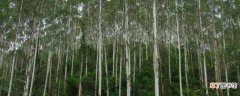 【树】杏仁桉树高达156米