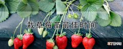 【草莓】栽草莓苗最佳时间