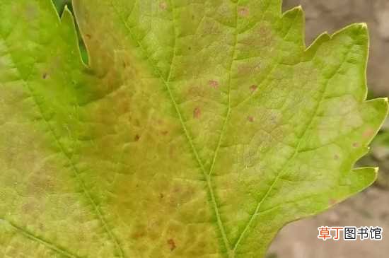 【树叶】葡萄树叶子发黄的原因 缺铁和镁