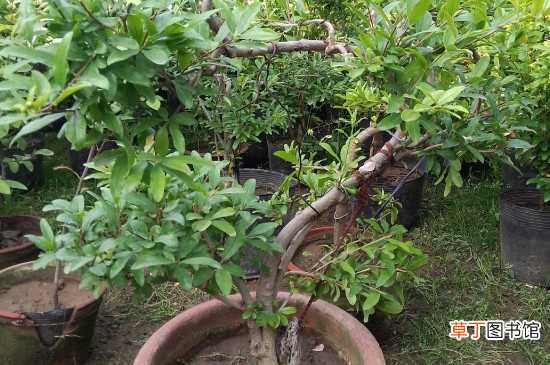 【石榴】盆栽石榴树的养殖方法和注意事项：土壤 环境
