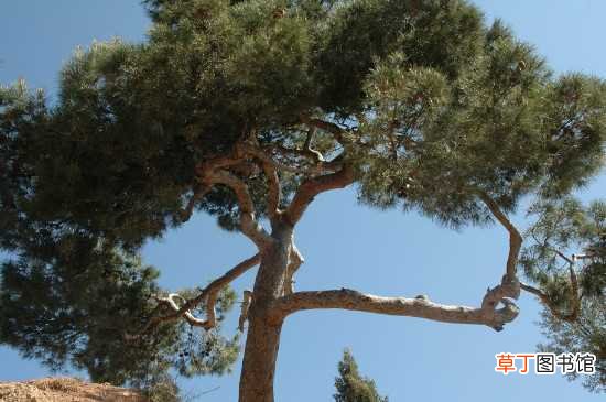 【方法】松树是用什么方法传播种子的：松树传播种子的方法 松树的繁殖方法