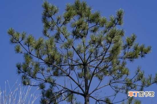 【方法】松树是用什么方法传播种子的：松树传播种子的方法 松树的繁殖方法