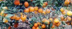 【橙子】橙子盆栽多久结果