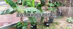【香】盆栽香蕉树每年都结果吗