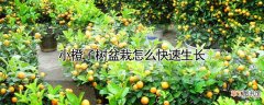 【橙子】小橙子树盆栽怎么快速生长