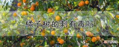 【树】橘子树的刺有毒吗