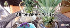 【菠萝】盆栽菠萝的种植方法和技术