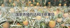 【养殖】菠萝养殖方法和注意事项
