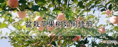 【苹果】盆栽苹果树如何修剪