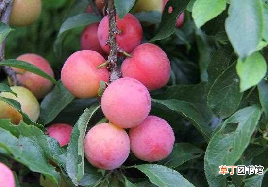 【吃】夏季吃什么水果好，常吃葡萄可美白养颜抗衰老：西瓜 桃子