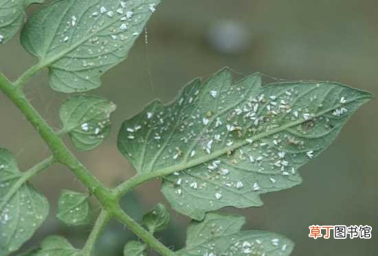 【植物】6种常见植物害虫防治方法