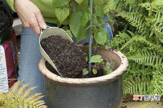 【方法】小黑飞和幼虫根除绝招，六种方法成功除虫：埋藏法 肥水法