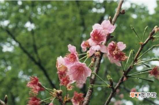 【花期】钟花樱花期为1～3月