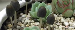【蘑菇】花盆里长蘑菇是怎么回事：木屑作为基质 材料或花肥未腐熟