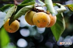 【方法】柿子树4种消灭虱子的方法
