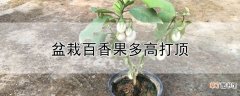 【百香果】盆栽百香果多高打顶
