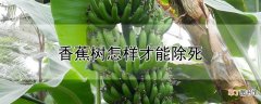 【香蕉树】香蕉树怎样才能除死
