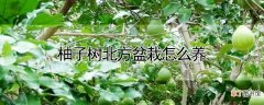 【树】柚子树北方盆栽怎么养