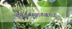 【香】盆栽香蕉树的养殖方法