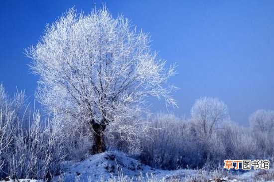【发财树】冬天发财树浇水要浇透 发财树冬季的养护方法