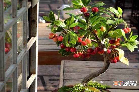 【盆栽】30种水果自制盆栽大全：30种水果自制盆栽：葡萄 草莓